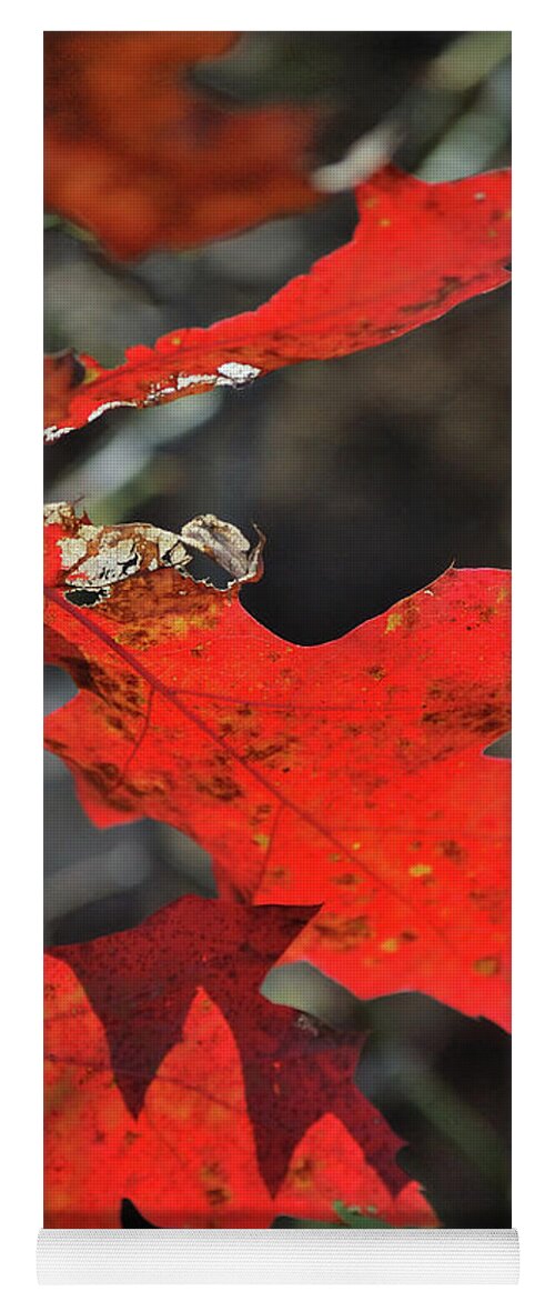 Autumn Yoga Mat featuring the photograph Scarlet Autumn by Ron Cline