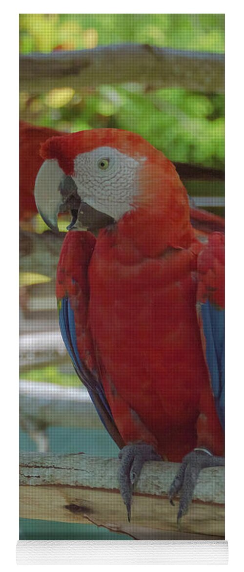 Maccaw Yoga Mat featuring the photograph Scarlet Macaw by Judy Hall-Folde