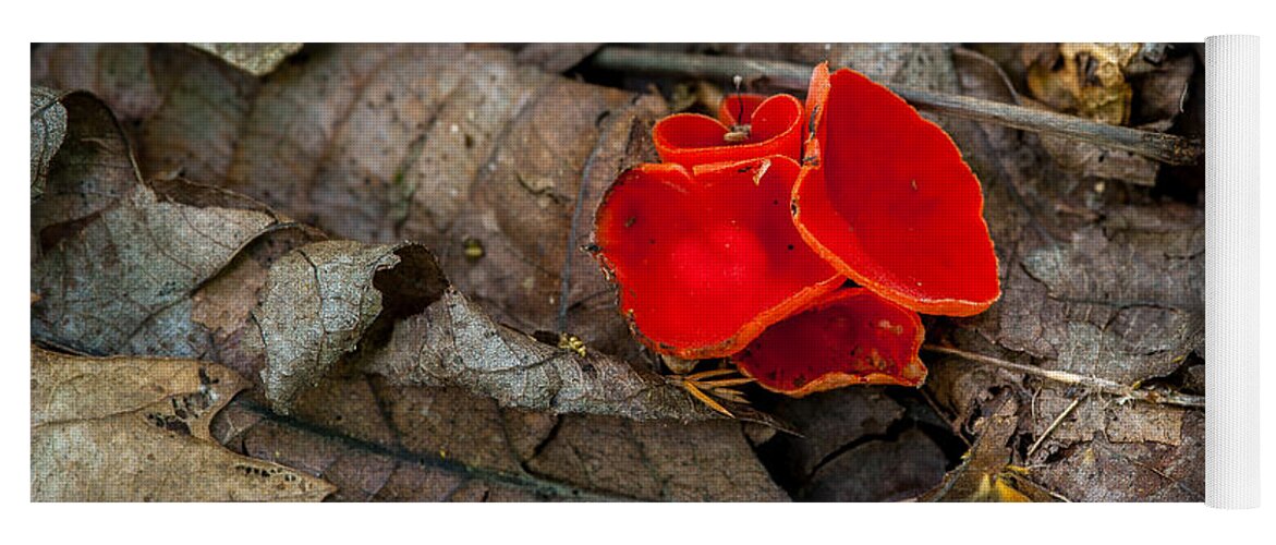 Fungus Yoga Mat featuring the photograph Scarlet Underfoot by Jeff Phillippi
