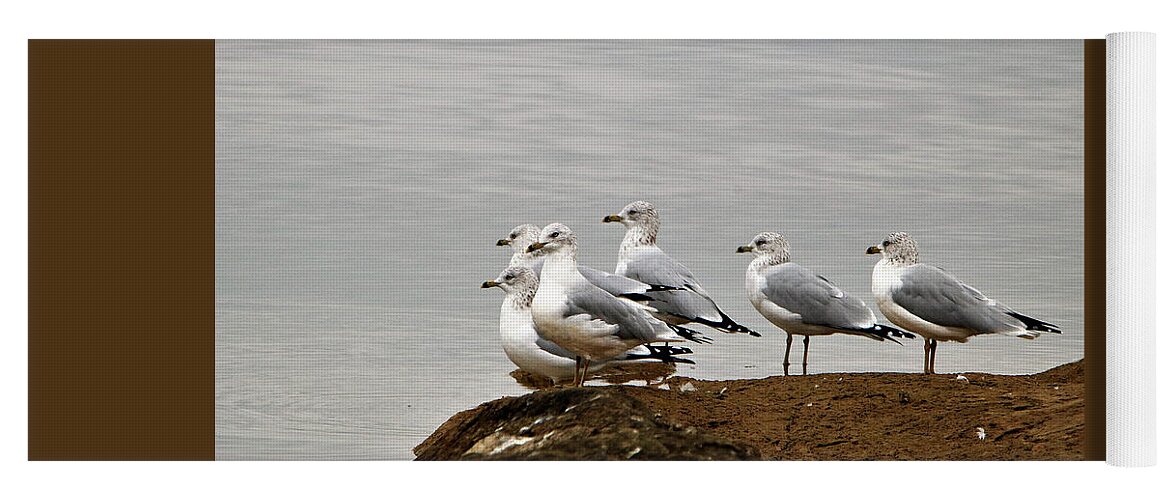 Nature Yoga Mat featuring the photograph Sea Gulls on Rock Ledge by Sheila Brown