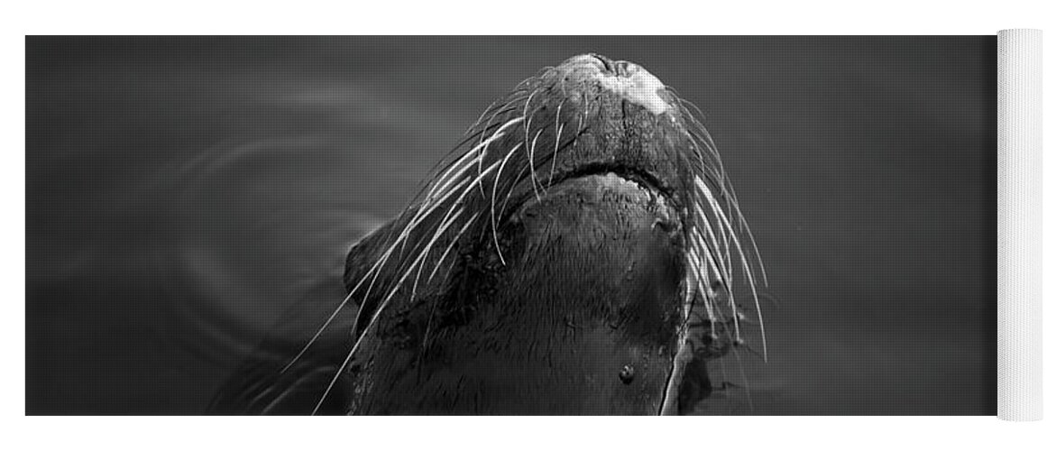 Wildlife Yoga Mat featuring the photograph Sea Lion V BW by David Gordon