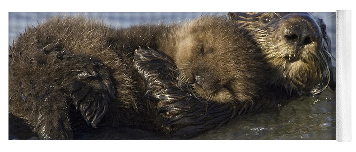 00438549 Yoga Mat featuring the photograph Sea Otter Mother With Pup Monterey Bay by Suzi Eszterhas