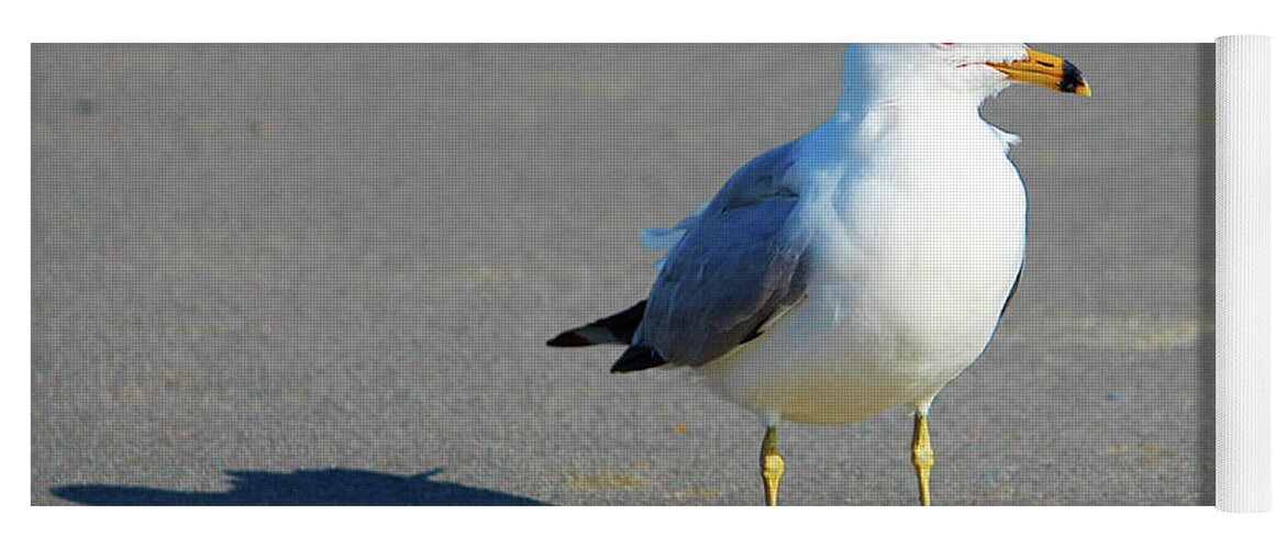 Seagull Yoga Mat featuring the photograph Seagull And His Shadow by Cynthia Guinn