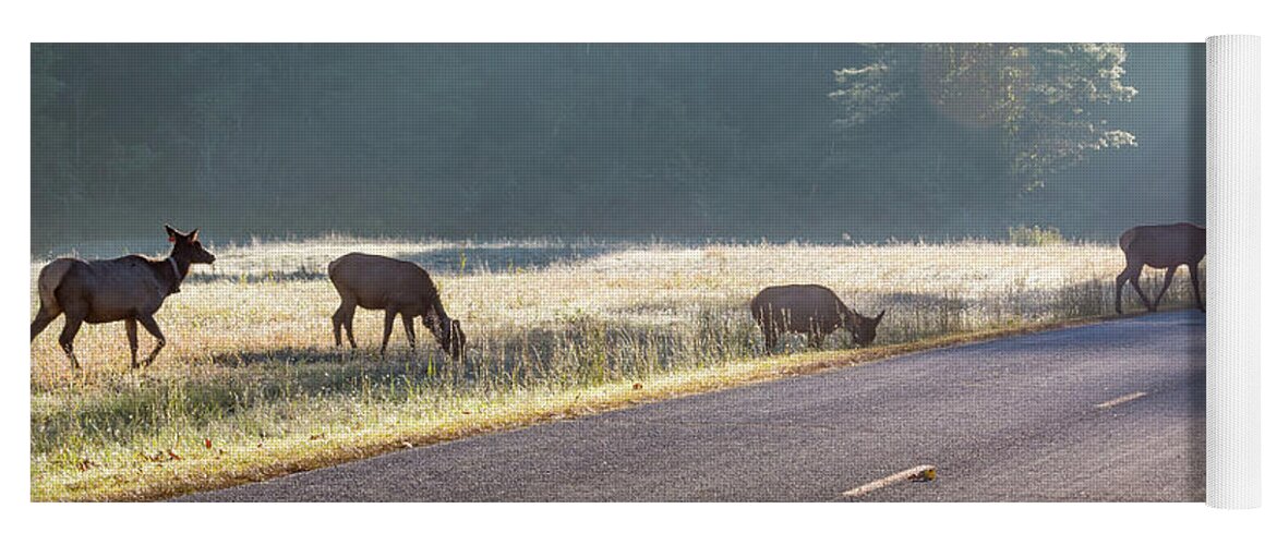 Elk Yoga Mat featuring the photograph Searching For Greener Grass by D K Wall