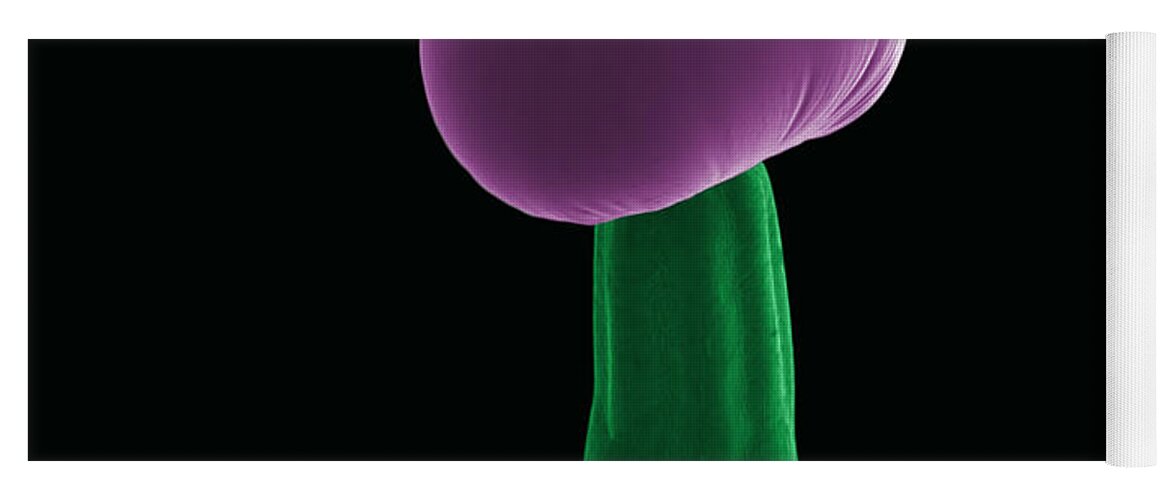 Biological Yoga Mat featuring the photograph SEM Cannabis Trichome by Ted Kinsman