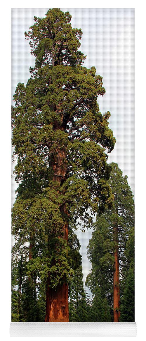 Sequoia National Park Yoga Mat featuring the photograph Sequoia Tree 6615 by Jack Schultz