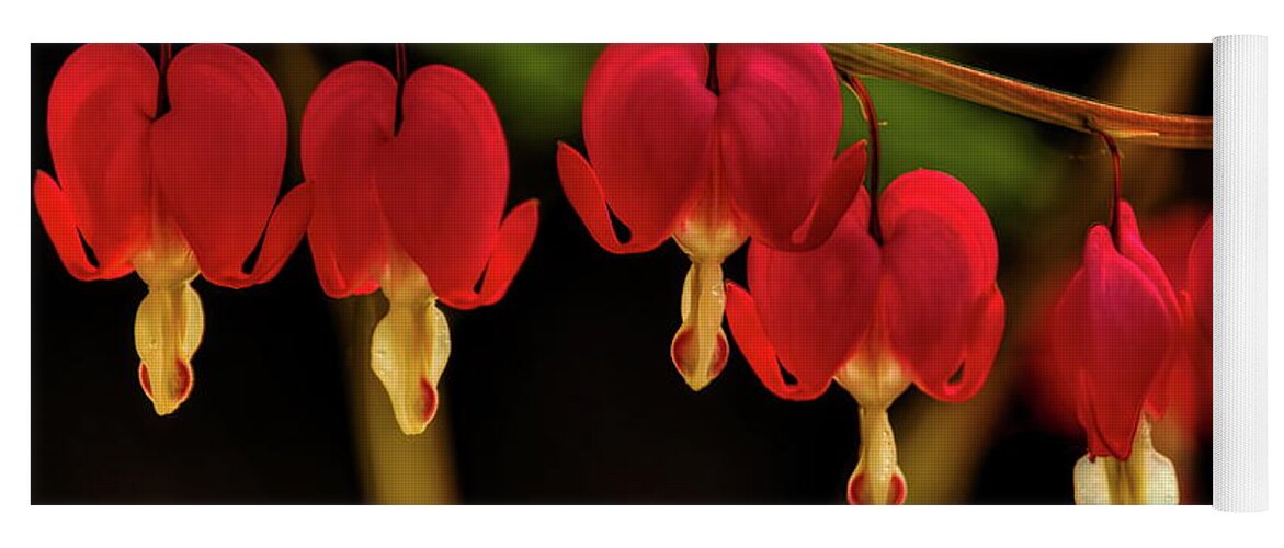 Flower Yoga Mat featuring the photograph Shades of Bleeding Hearts by Dale Kauzlaric
