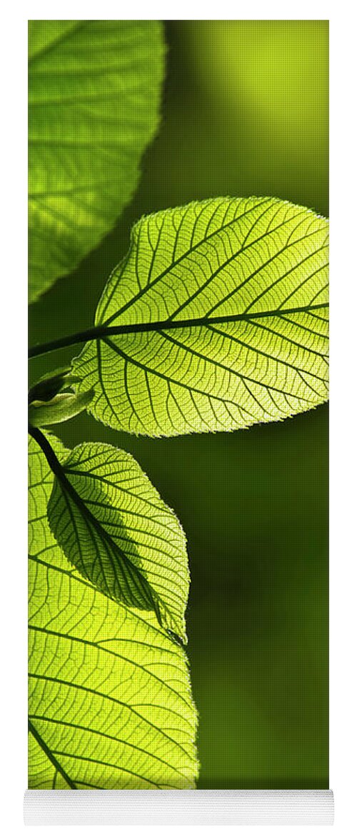 Leaves Yoga Mat featuring the photograph Shades Of Green by Christina Rollo