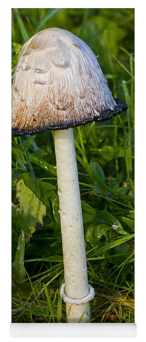 Shaggy Ink Cap Yoga Mat featuring the photograph Shaggy Ink Cap by Steen Drozd Lund