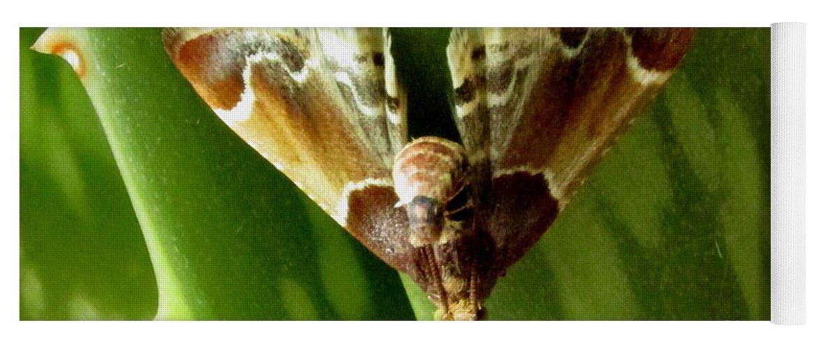 Shagreened Slug Moth Moth Species Of North America Chesapeake Biodiversity Entomology Maryland Moths Little Brown Pegged Moth Rare Moths Macro Moth On Aloe Plant Yoga Mat featuring the photograph Shagreened Slug Moth by Joshua Bales