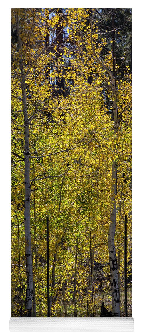 Arizona Yoga Mat featuring the photograph Shimmering Gold by Kathy McClure