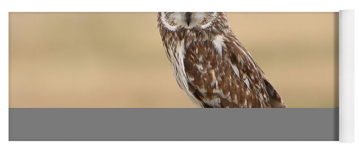 Big Eyes Yoga Mat featuring the photograph Short Eared Owl by David Andersen
