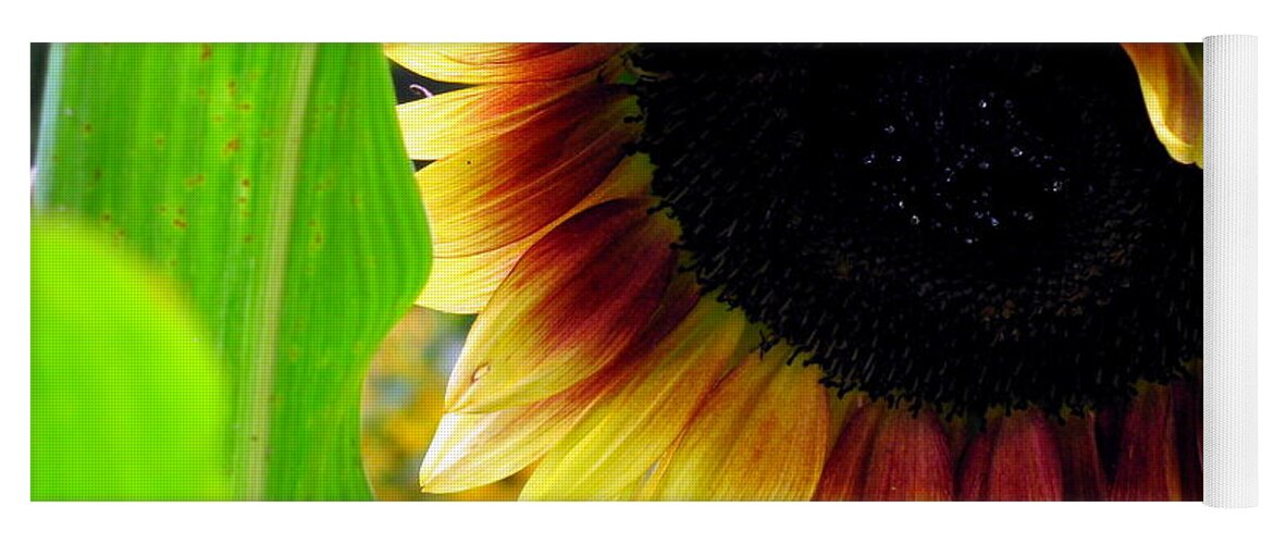 Sun Flower Yoga Mat featuring the photograph Shy by Deborah Crew-Johnson
