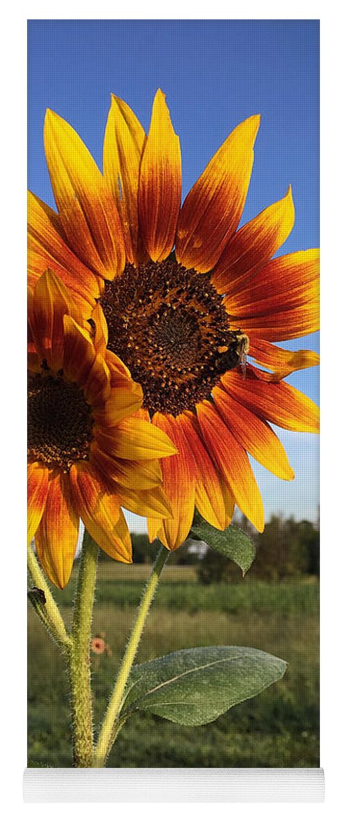 Sunflower Yoga Mat featuring the photograph Sunflower Beauty by Matthew Seufer