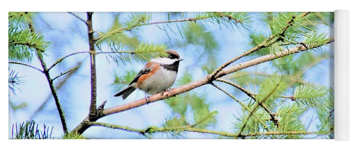Bird Yoga Mat featuring the photograph Sitting in a tree by Merle Grenz