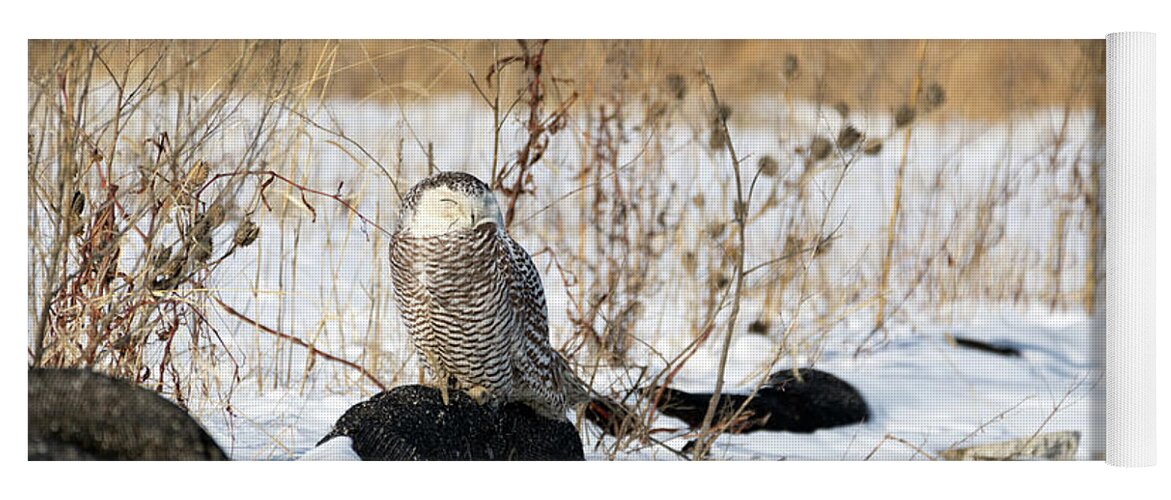 Snowy Owl Snow Landscape Watching Providence Ri Rhode Island Newengland New England Outside Outdoors Nature Natural Wild Life Wildlife Bird Ornithology Winter Snow Yoga Mat featuring the photograph Sitting Snowy by Brian Hale