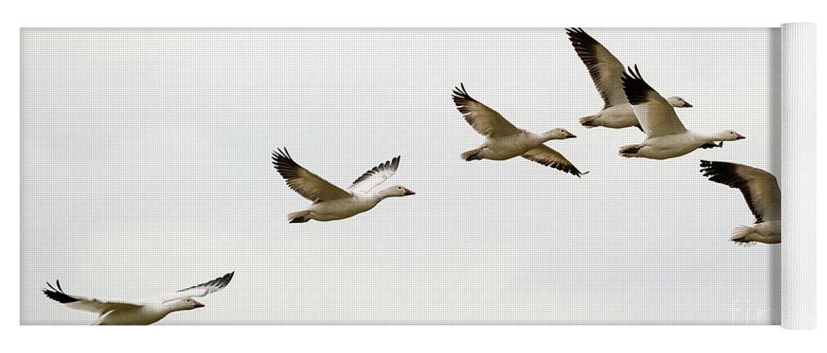 Snow Geese Yoga Mat featuring the photograph Six Snowgeese Flying by Michael Dawson
