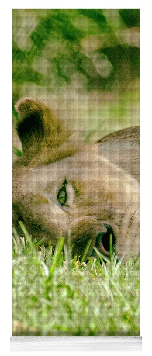 Lions Yoga Mat featuring the photograph Sleeoing Lioness by Lawrence Knutsson