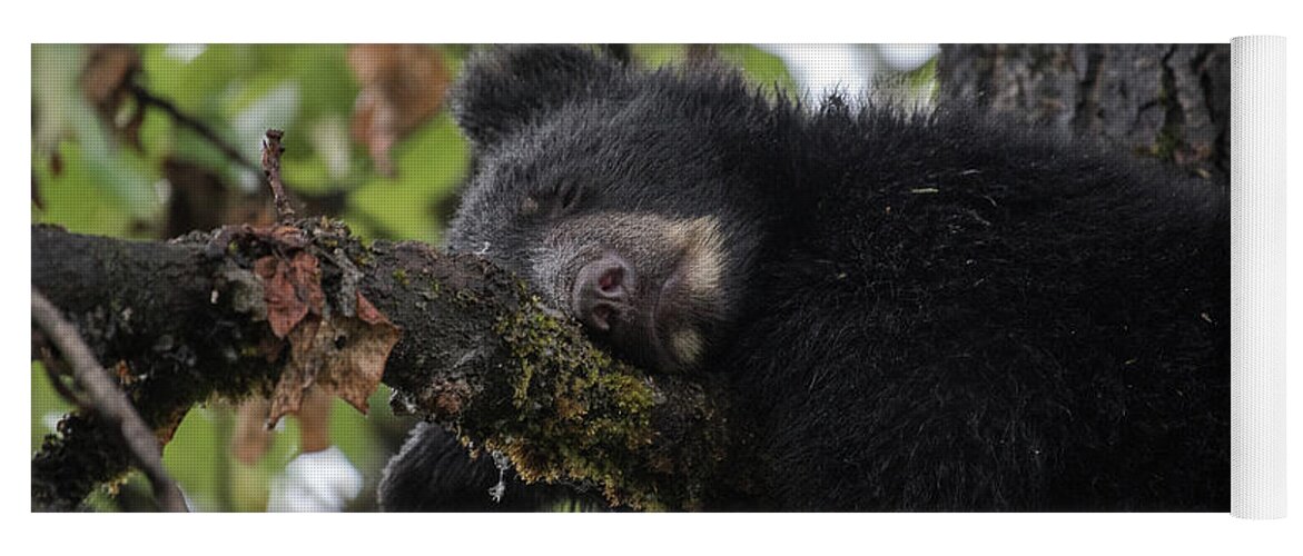 Black Bear Yoga Mat featuring the photograph Sleepy Cub by David Kirby