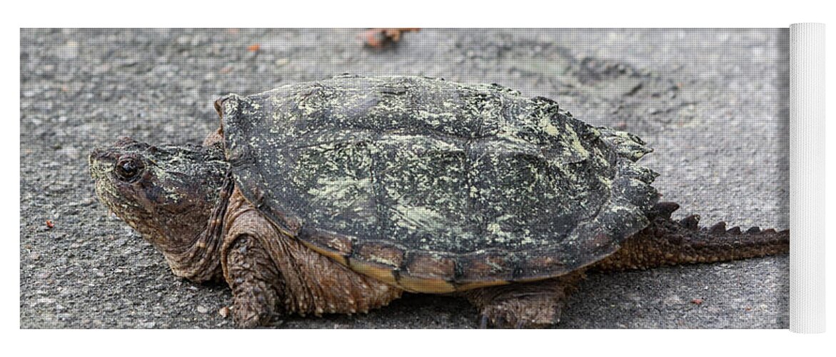 Turtle Yoga Mat featuring the photograph Slow Crossing 3 March 2018 by D K Wall