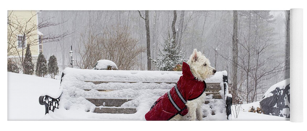 Dog Yoga Mat featuring the photograph Small White Dog in Snow Storm on Bench by Edward Fielding