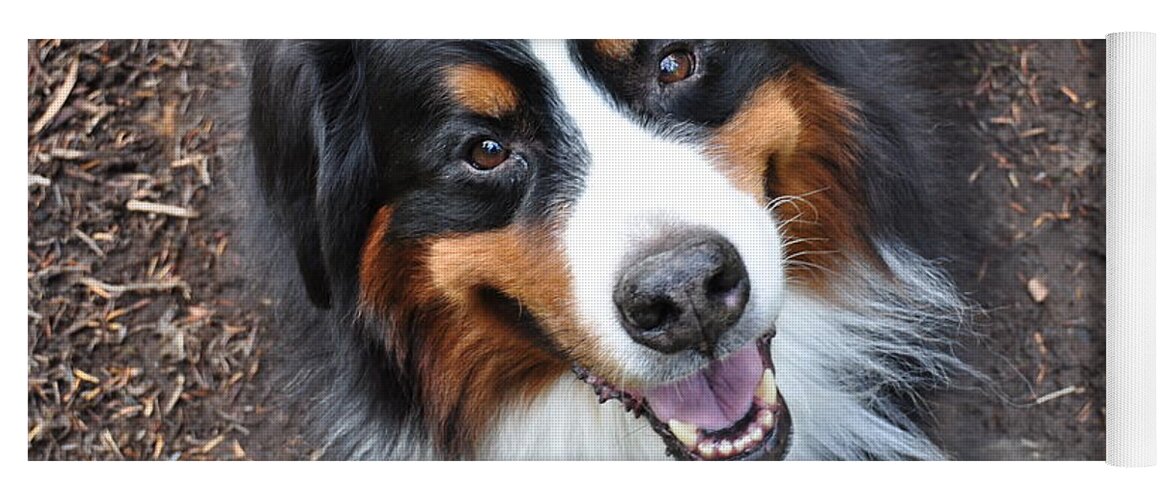 Outside Yoga Mat featuring the photograph Smiling Bernese Mountain Dog by Pelo Blanco Photo