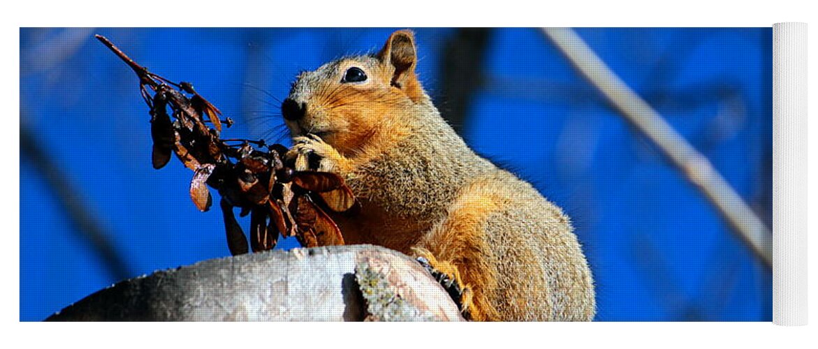 Squirrel Yoga Mat featuring the photograph Snack time by Jean Evans