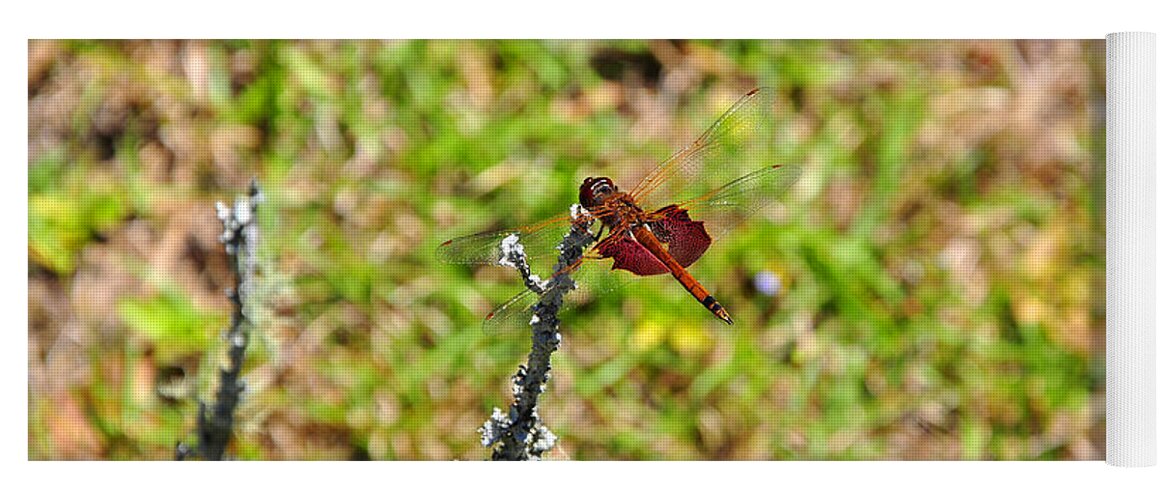Red Saddlebags Dragonfly Yoga Mat featuring the photograph Shimmering Saddlebags by Al Powell Photography USA