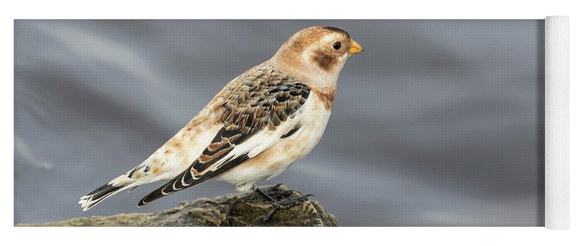 Snow Bunting Yoga Mat featuring the photograph Snow Bunting 2017-2 by Thomas Young