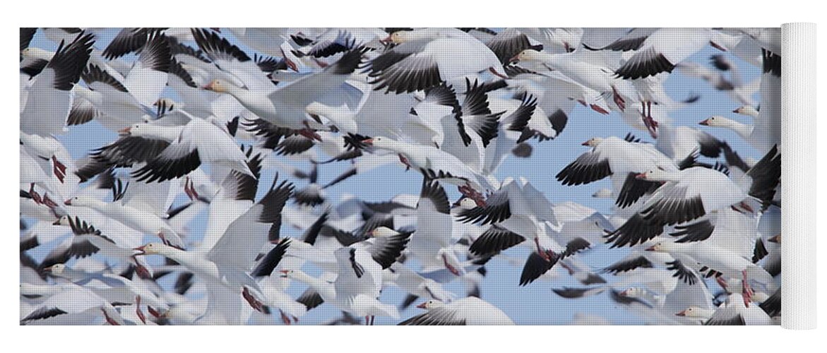 Snow Geese Yoga Mat featuring the photograph Snow Geese by Alyce Taylor