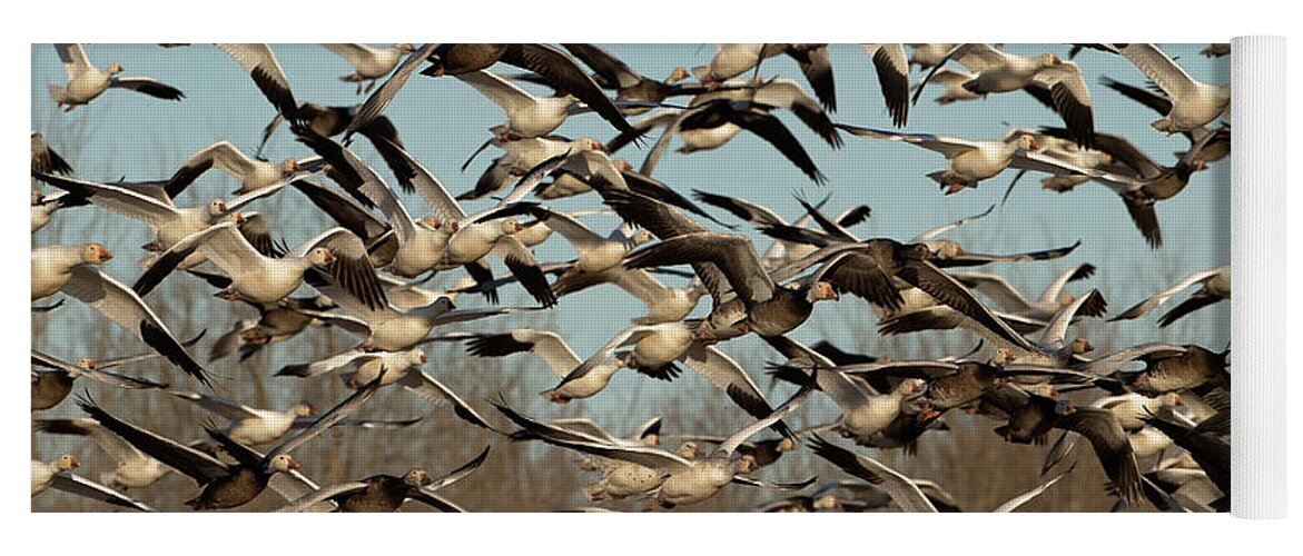 Snow Geese Yoga Mat featuring the photograph Snow Geese by Eilish Palmer