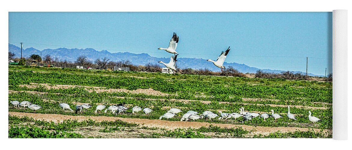 Snow Geese Yoga Mat featuring the photograph Snow Geese Feeding by Daniel Hebard
