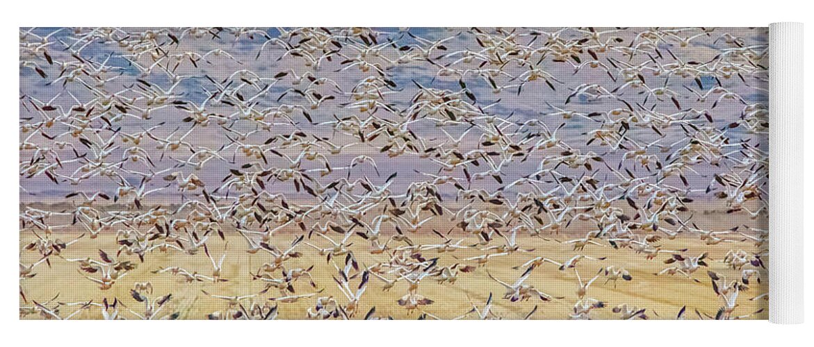 Oregon Yoga Mat featuring the photograph Snow Geese Take Off 3 by Marc Crumpler
