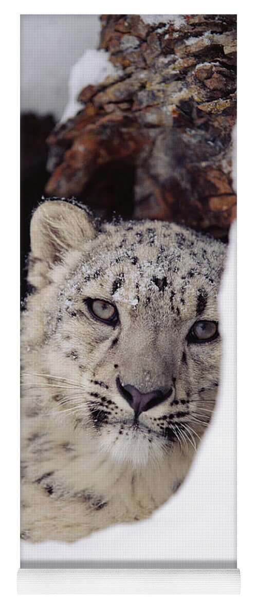 Mp Yoga Mat featuring the photograph Snow Leopard Uncia Uncia Adult, Looking by Tim Fitzharris
