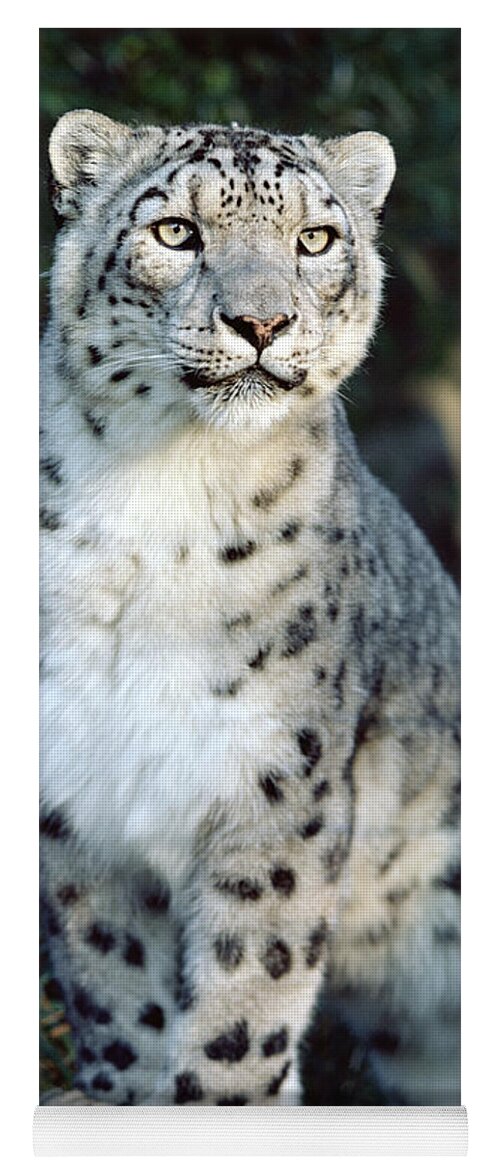 Mp Yoga Mat featuring the photograph Snow Leopard Uncia Uncia Portrait by Gerry Ellis