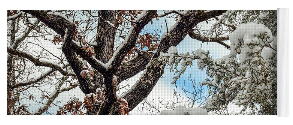 Horizontal Yoga Mat featuring the photograph Snow on a Cedar by Doug Long