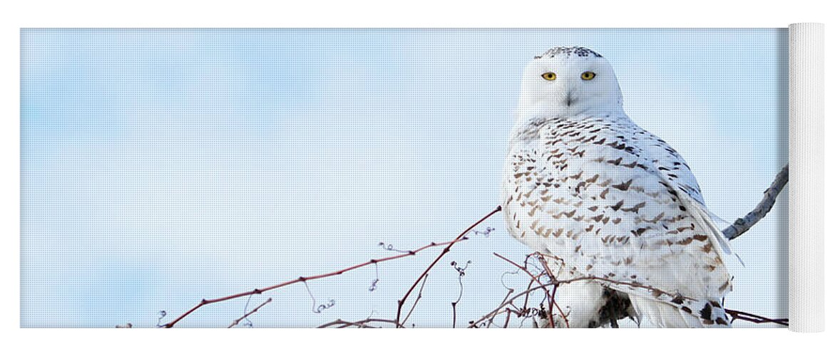 Snowy Owl Yoga Mat featuring the photograph Snow White by Heather King