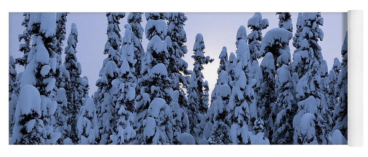 Alaska Yoga Mat featuring the photograph Snowy Black Spruce by Tim Newton