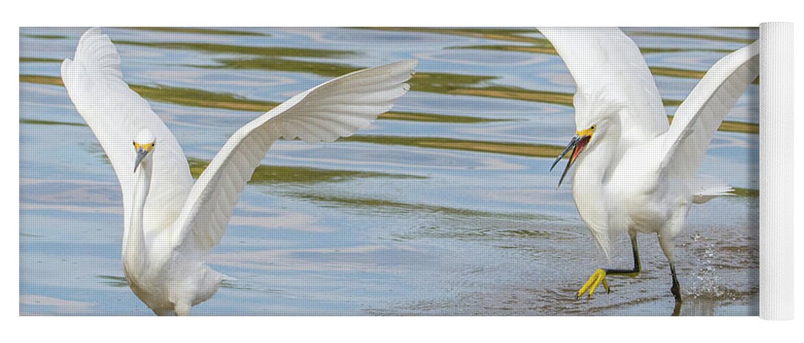 Snowy Yoga Mat featuring the photograph Snowy Egret Chase 1382-111317-3cr by Tam Ryan