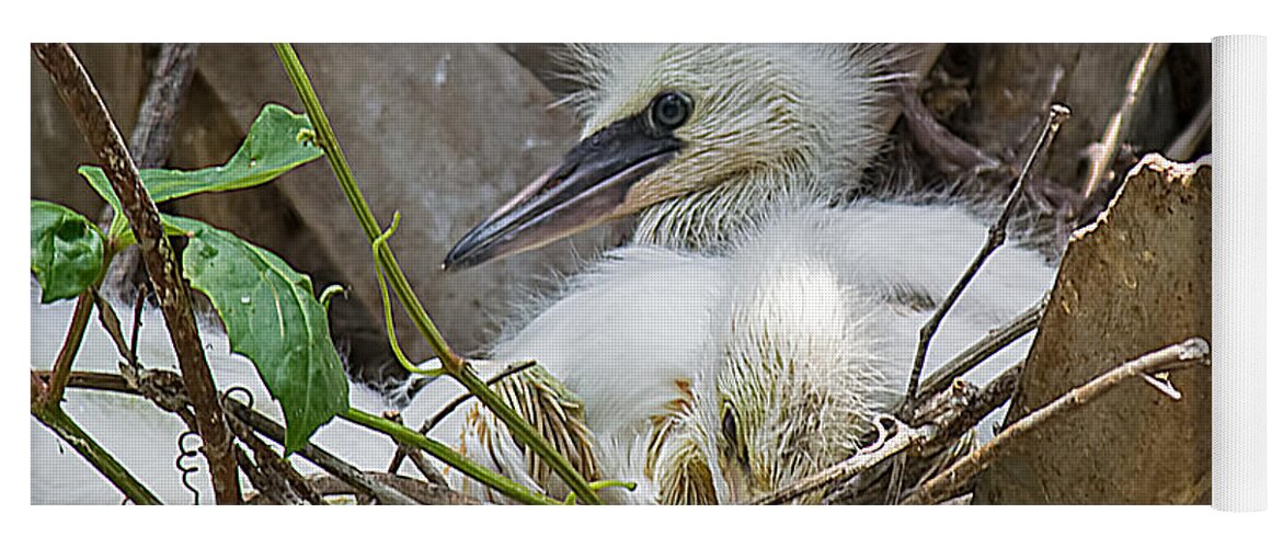 Wildlife Yoga Mat featuring the photograph Snowy Egret Chick Family by Kenneth Albin