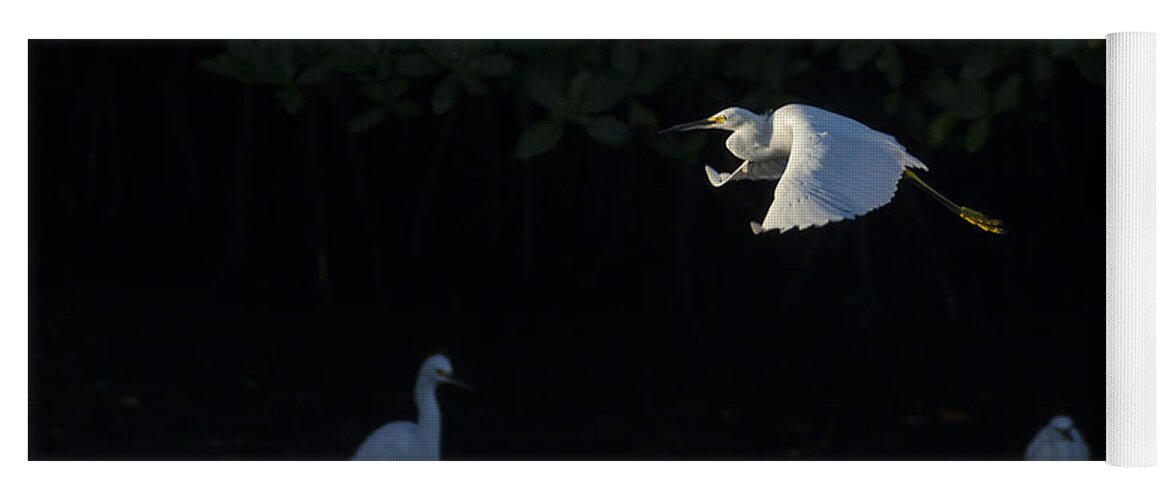 Snowy Yoga Mat featuring the photograph Snowy Egret gliding in the morning light by David Watkins