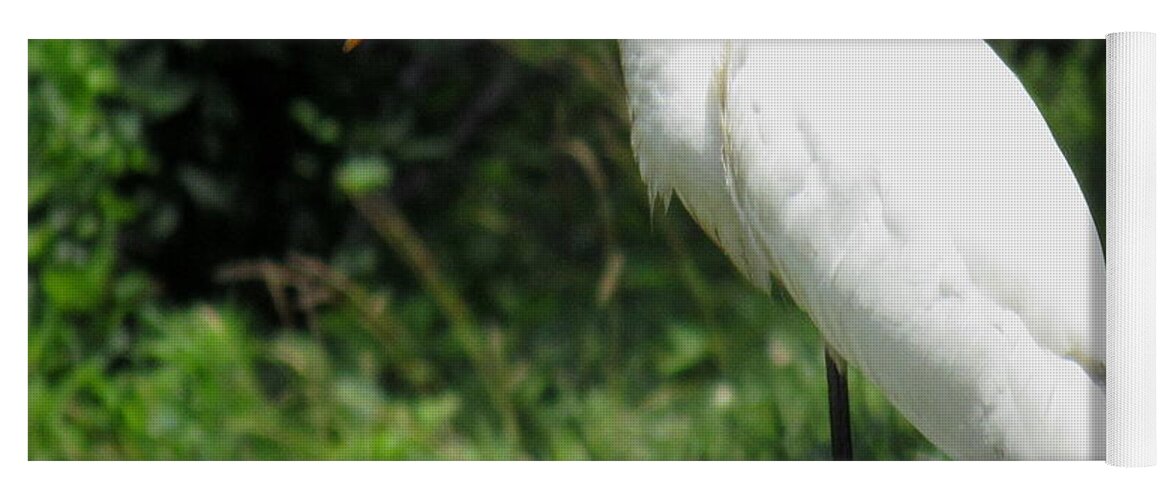 Wading Birds Of North America Snowy Egret White Heron White Crane Aquatic Raptor Avian Piscavore Avian Biodiversity Ornithology Wildlife Yoga Mat featuring the photograph Snowy Egret by Joshua Bales