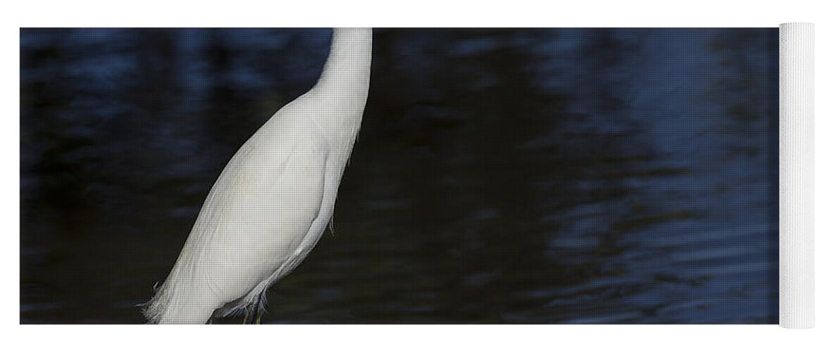 Snowy Yoga Mat featuring the photograph Snowy Egret perched on a rock by David Watkins