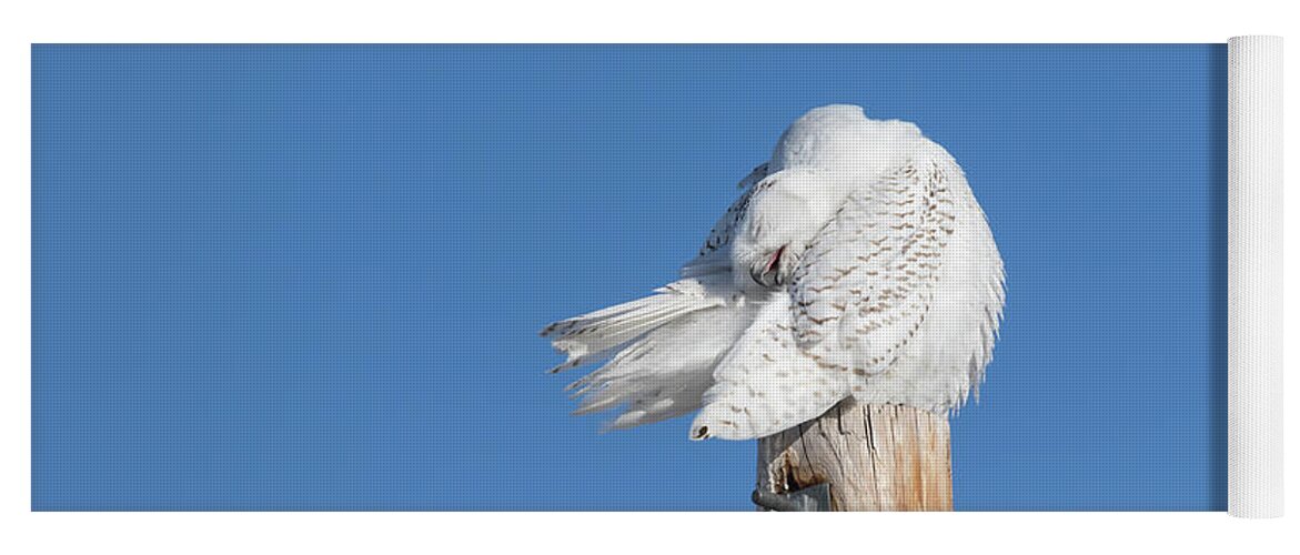 Snowy Owl Yoga Mat featuring the photograph Snowy Owl 2018-20 by Thomas Young