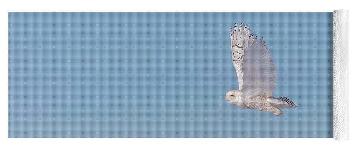Snowy Owl (bubo Scandiacus) Yoga Mat featuring the photograph Snowy Owl 2018-8 by Thomas Young
