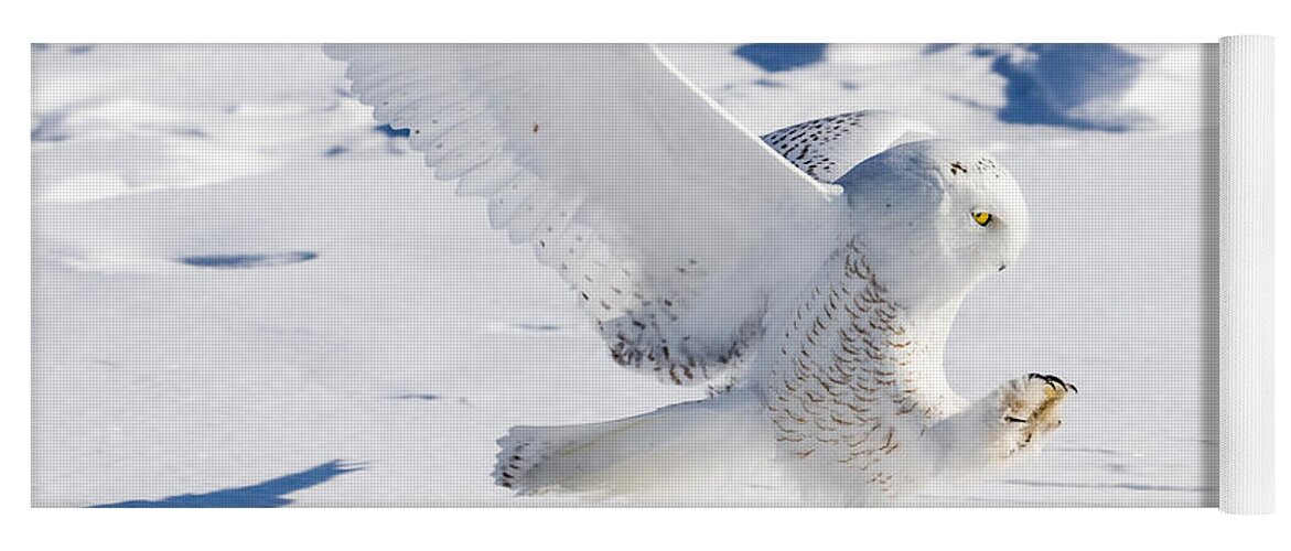 Animals Yoga Mat featuring the photograph Snowy Owl Pouncing by Rikk Flohr