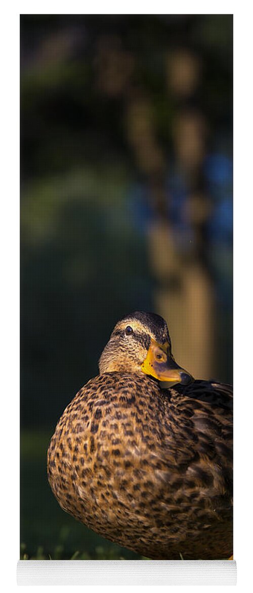 American Black Duck Yoga Mat featuring the photograph Soak up the sun by Mark Papke