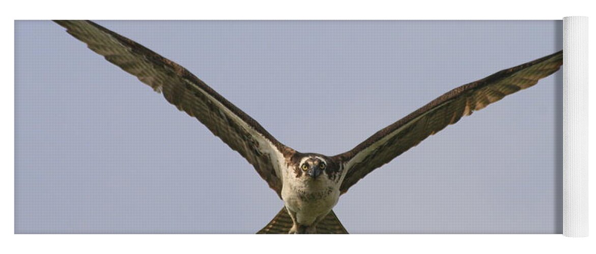 Osprey Yoga Mat featuring the photograph Soaring Osprey by Christopher J Kirby