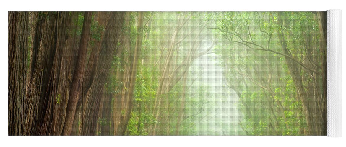 Landscape Yoga Mat featuring the photograph Soft Forest Light by Christopher Johnson