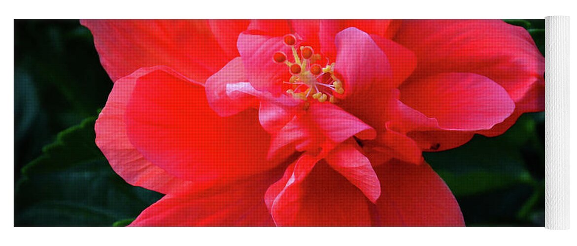 Nature Yoga Mat featuring the photograph Soft Hibiscus by Barry Bohn